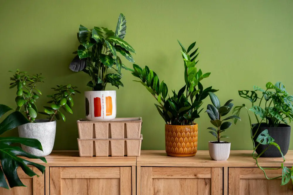 Decoraçao com plantas  em cima de uma bancada