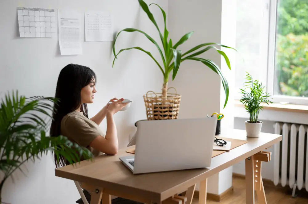 Plantas no escritório para decoração