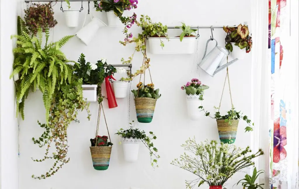 Plantas penduradas na parede na decoração de casa